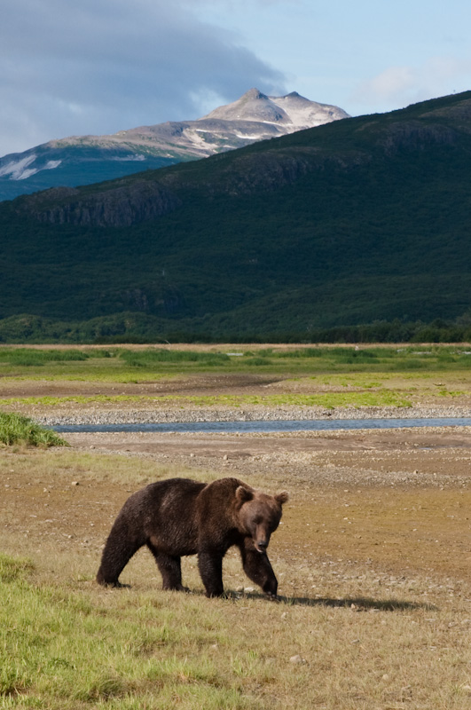 Grizzly Bear And Kejuik Mountains